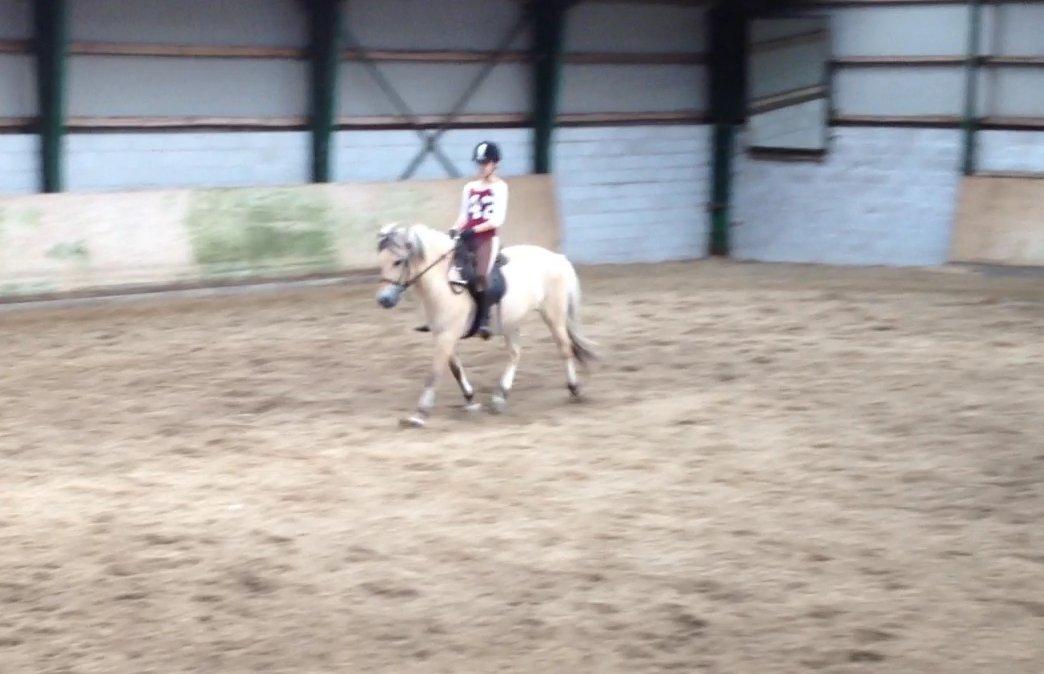 Fjordhest Safran [Tidl part] billede 5