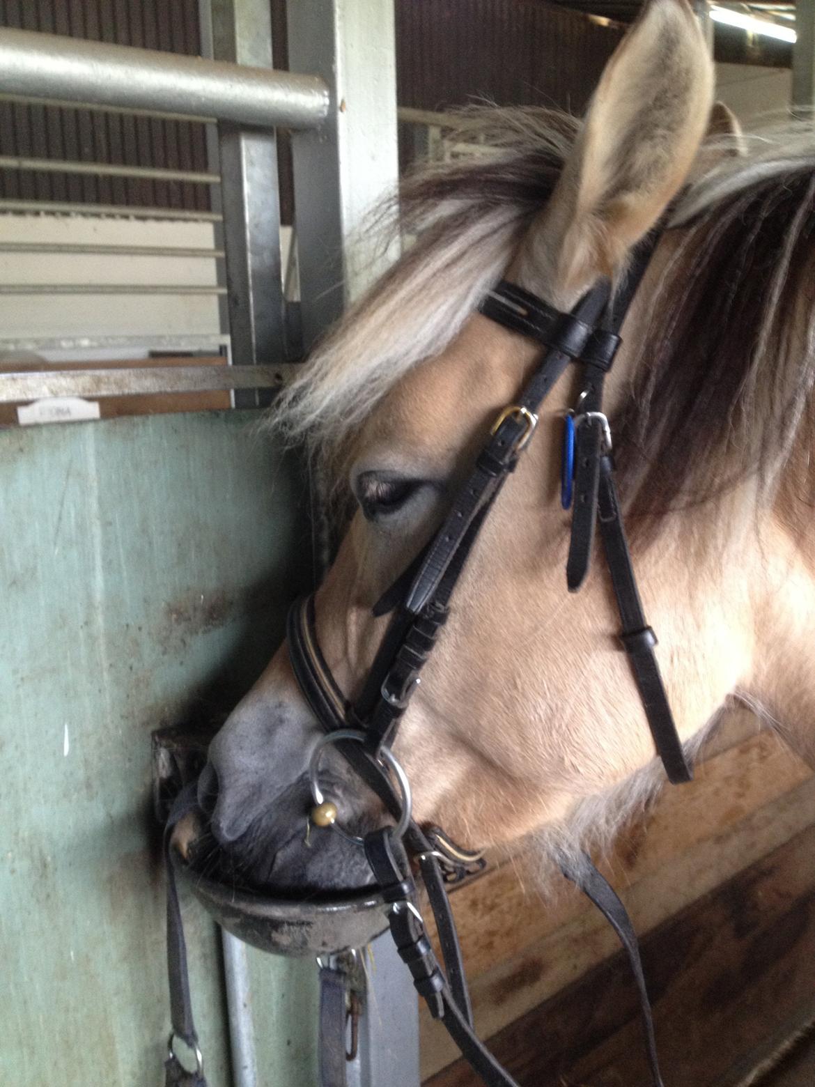 Fjordhest Safran [Tidl part] billede 6