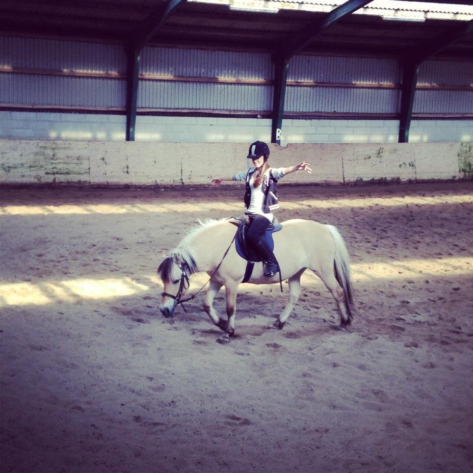 Fjordhest Safran [Tidl part] billede 2