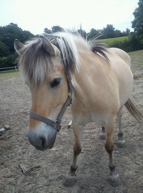 Fjordhest Safran [Tidl part] billede 7