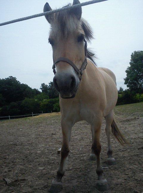 Fjordhest Safran [Tidl part] billede 8