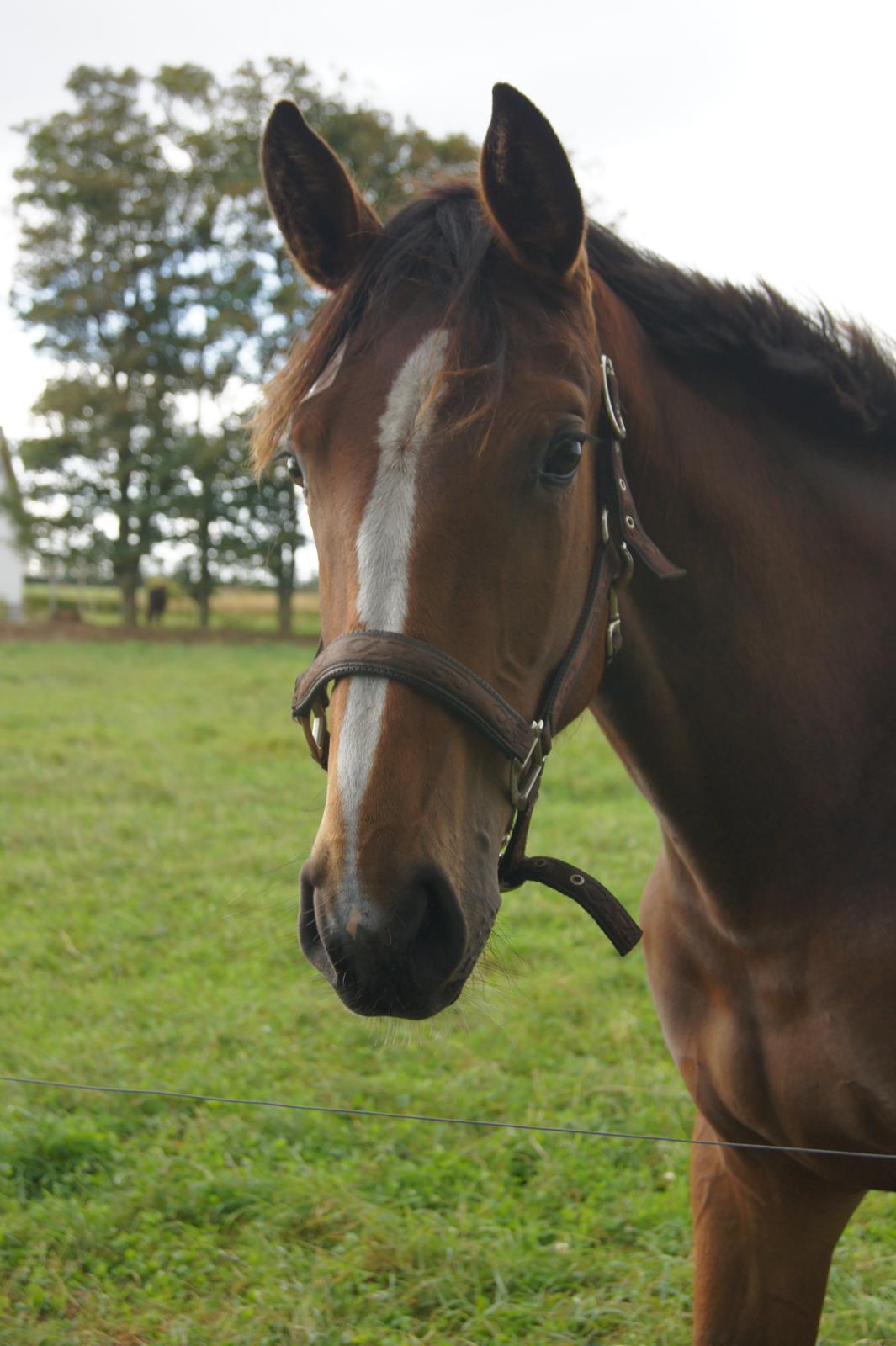 Dansk Varmblod Best Choices * My Soulmate* - 12/10-12 billede 19