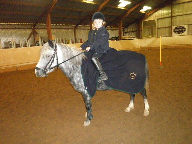 Welsh Mountain (sec A) Sisse. Himmelhest.  billede 15