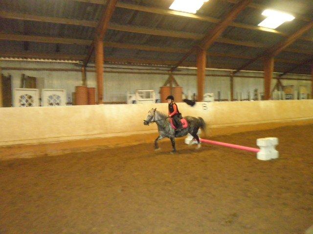 Welsh Mountain (sec A) Sisse. Himmelhest.  - Første gang de springer.. billede 17