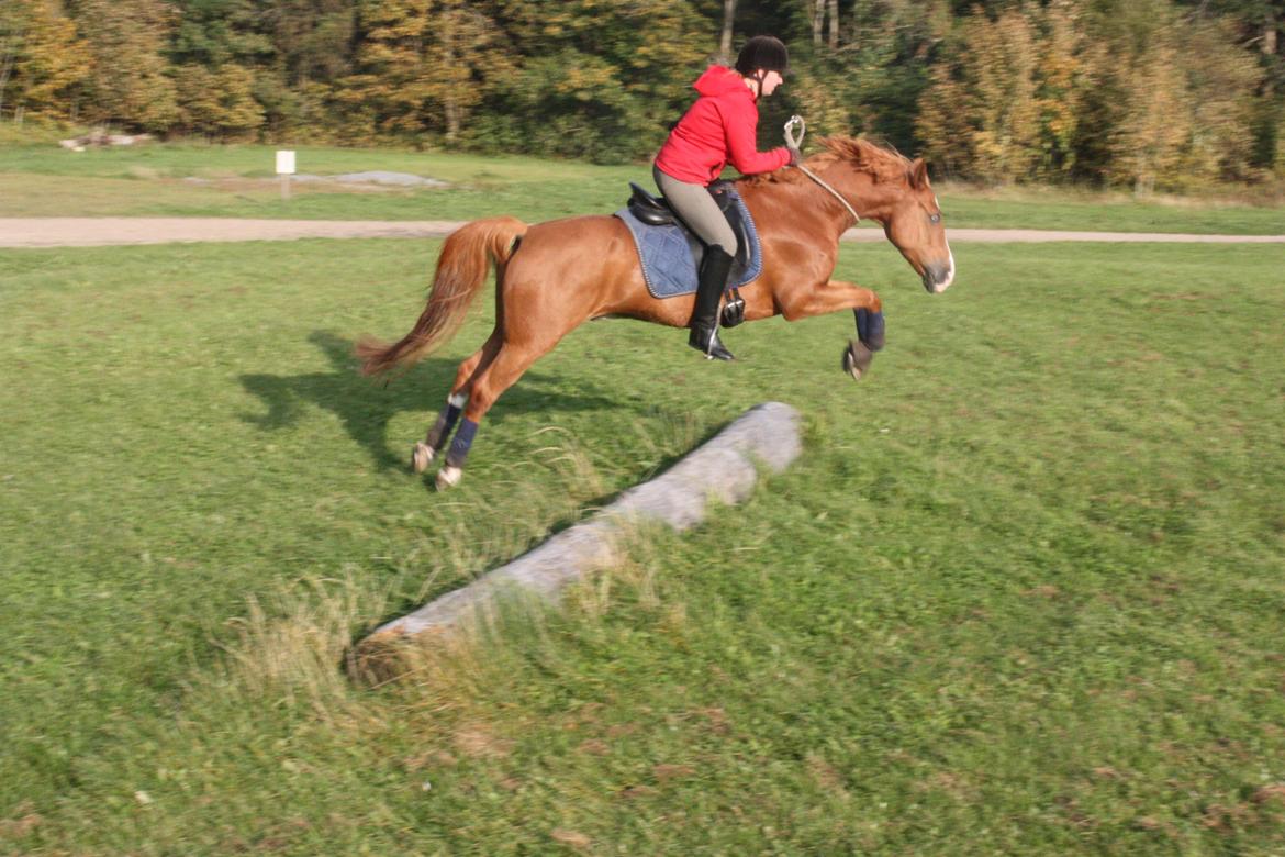 Anden særlig race Armarni billede 13