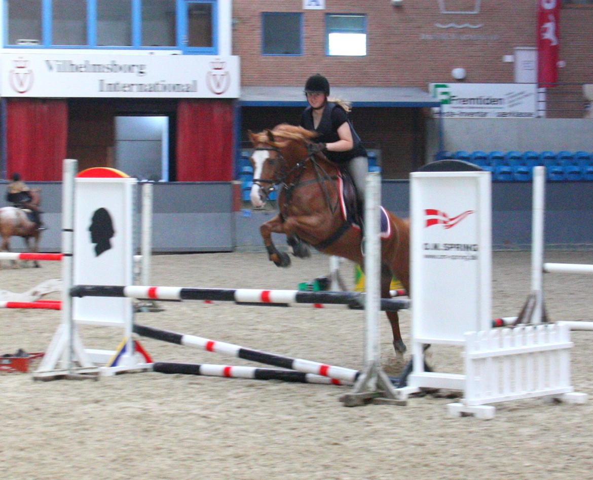 Anden særlig race Armarni billede 15