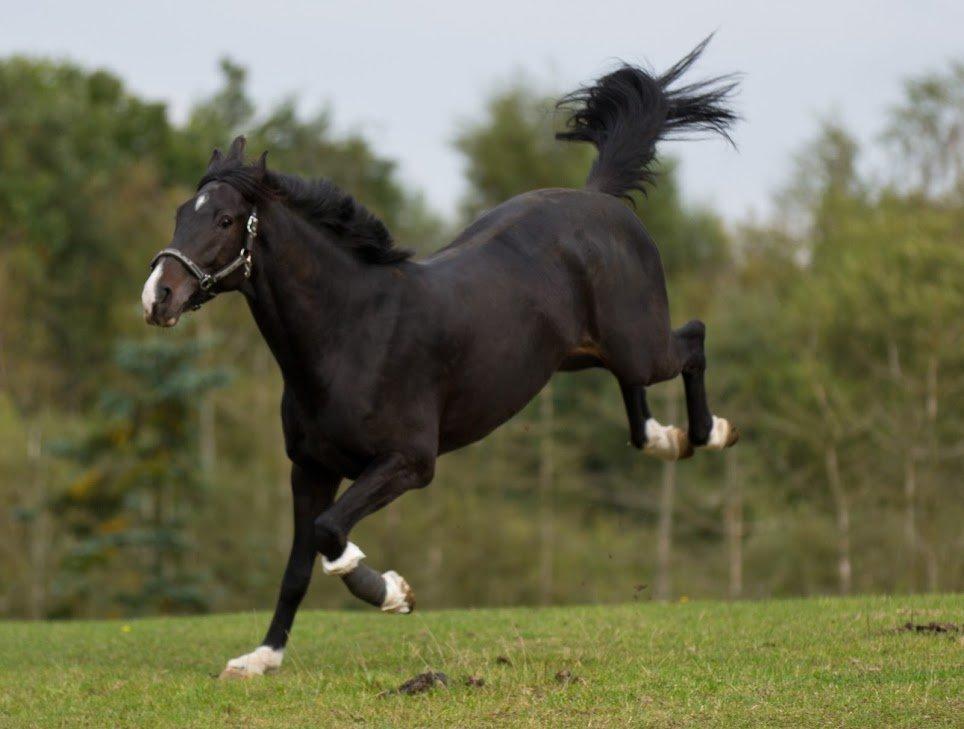 Holstener Prior's Hubert *ENGEL* <3 R.I.P 04-10-2012 billede 18