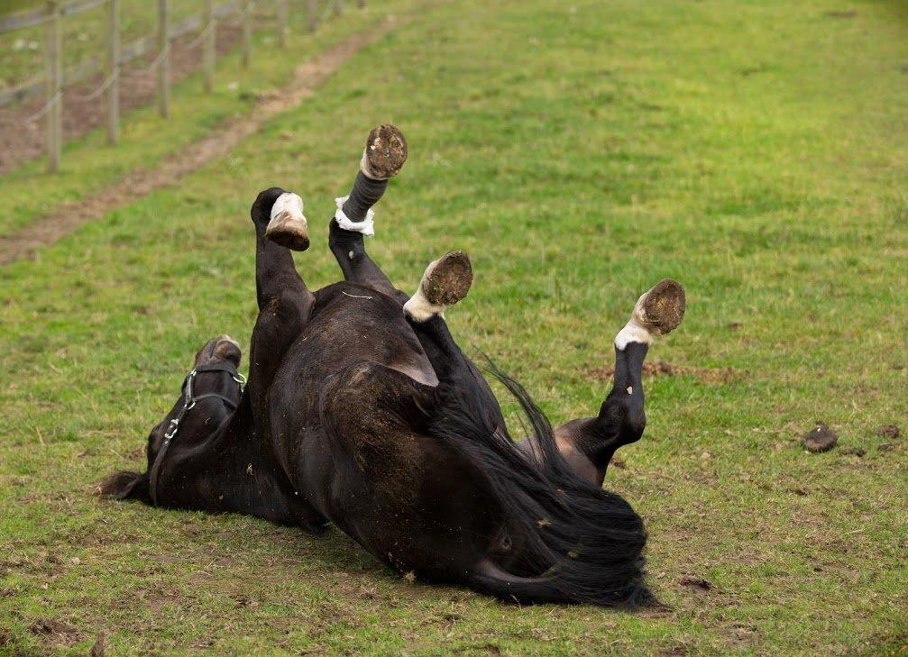 Holstener Prior's Hubert *ENGEL* <3 R.I.P 04-10-2012 billede 20