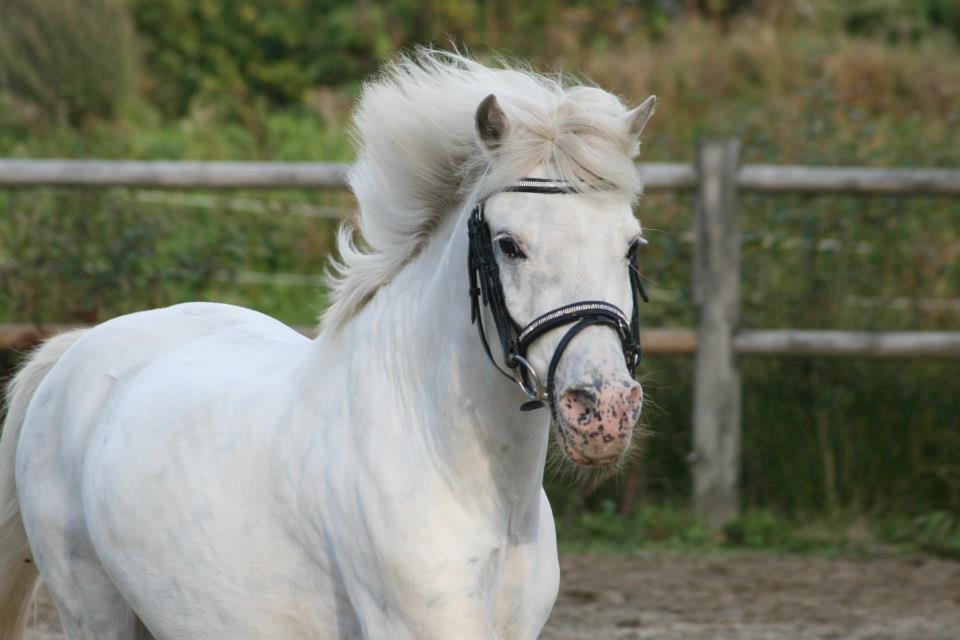 Anden særlig race - Speedo <3 - Du er bare smuk!  billede 2