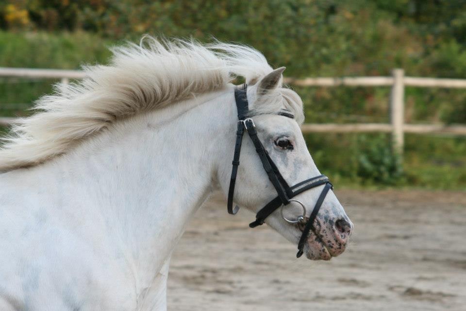 Anden særlig race - Speedo <3 - Smuksak! <3 billede 16