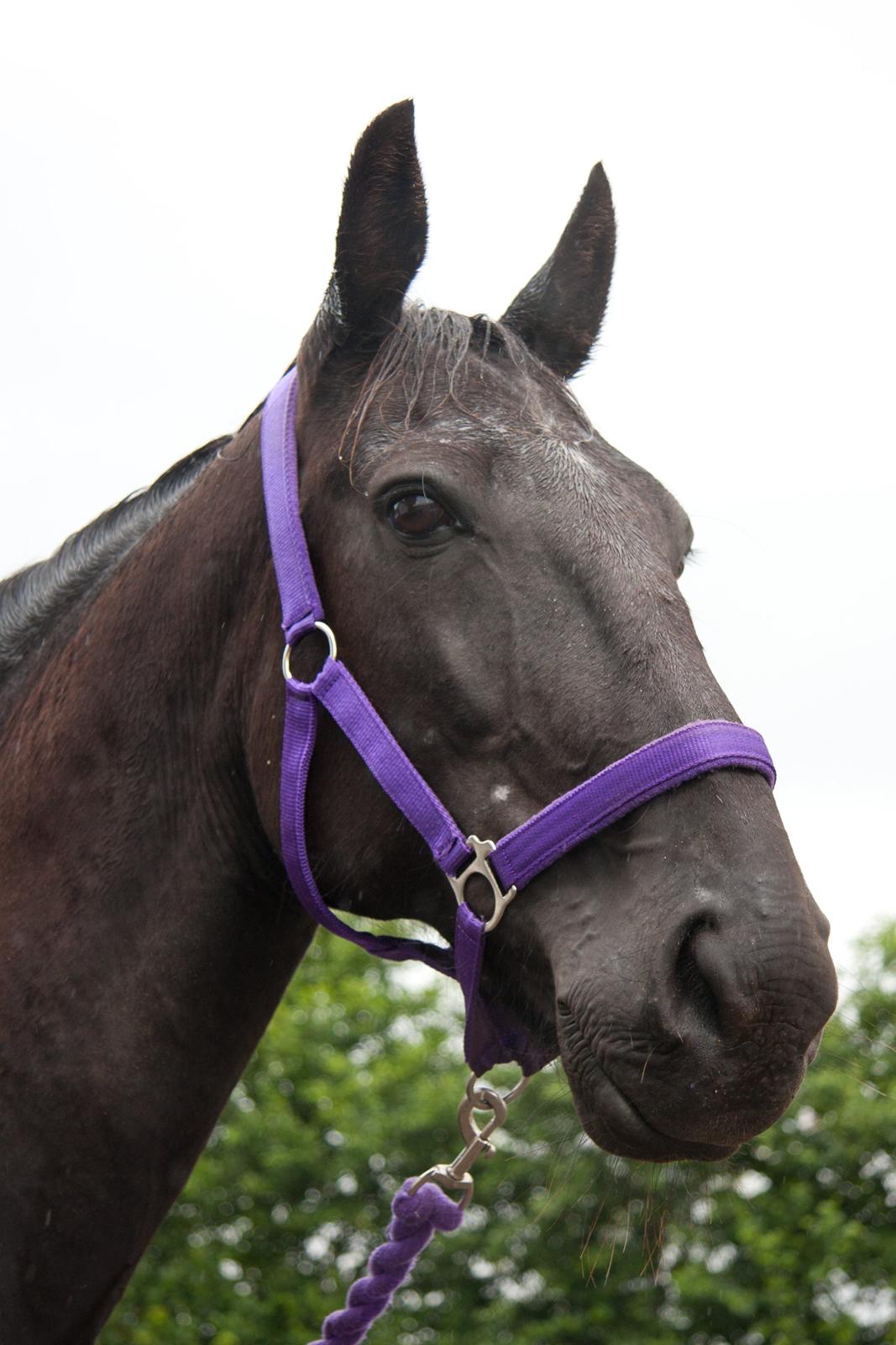 Traver Hadrian † billede 11