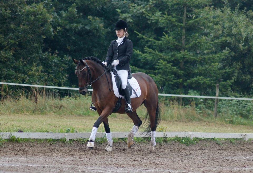 DSP Darling (Prinsessen<3) - Dalle<3! Din dejlige pony<3 du tager mig til månen og tilbage<3! Regionsmesterskabet 2012<3! BAUN FOTO! billede 11