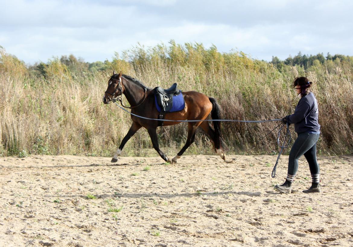 Dansk Varmblod Bukkerups Aiko - Foto: Jens Sørensen, 7. oktober 2012 billede 15