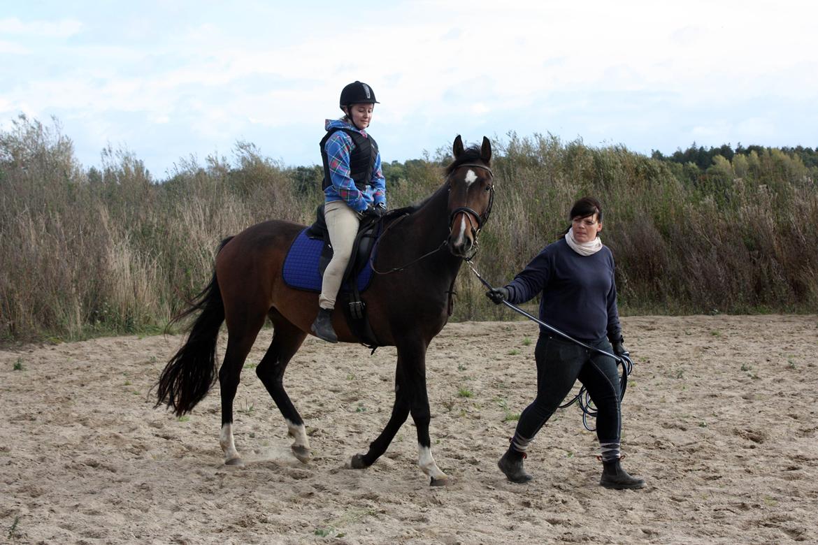 Dansk Varmblod Bukkerups Aiko - Anden gang jeg var oppe og sidde på ham. | Foto: Jens Sørensen, 7. oktober 2012  billede 12