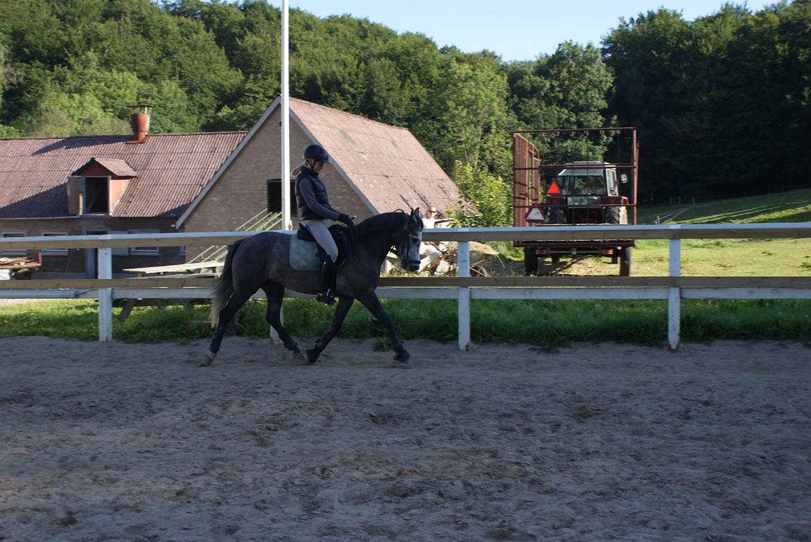Anden særlig race Jojo (solgt) - Der nu alligevel lidt dressur pony over hende.. :-) billede 7
