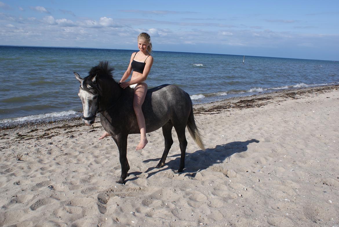 Anden særlig race Jojo (solgt) - På stranden, sommeren 2012. :-) billede 8