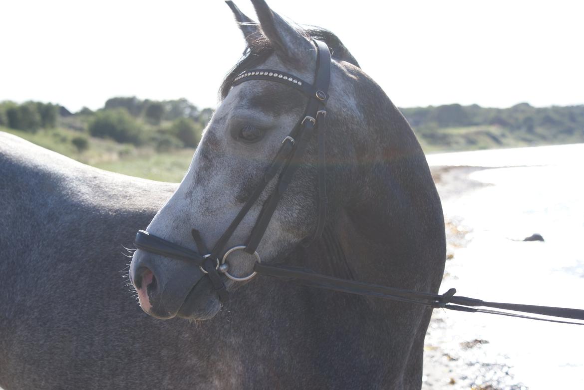 Anden særlig race Jojo (solgt) - Fotomodel.. billede 9