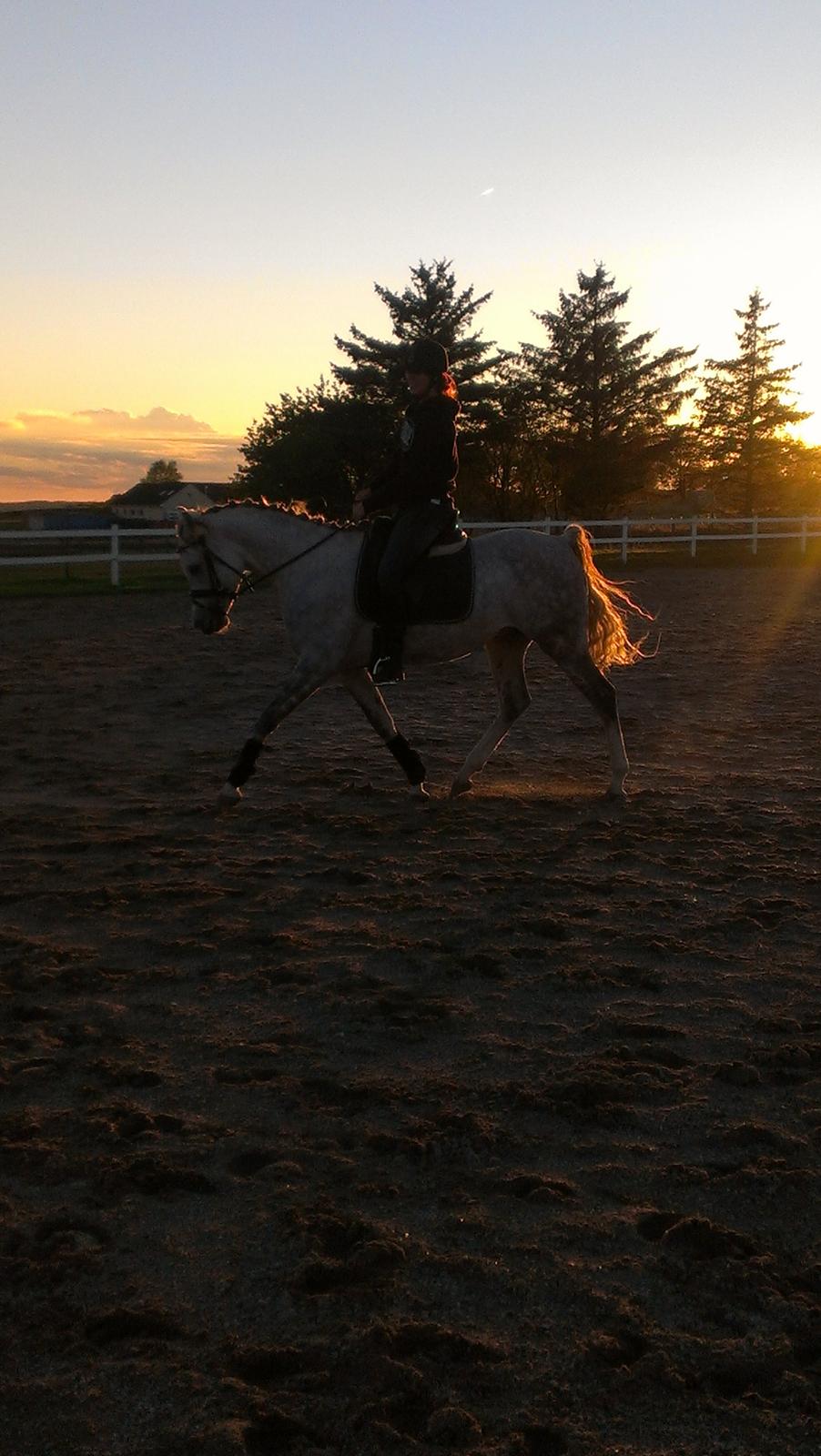 Arabisk fuldblod (OX) Dalicio OX billede 2