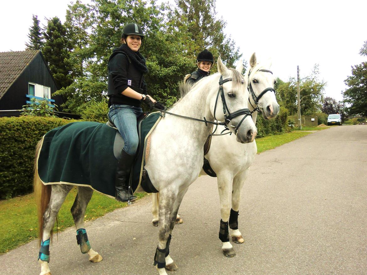 Arabisk fuldblod (OX) Dalicio OX billede 7