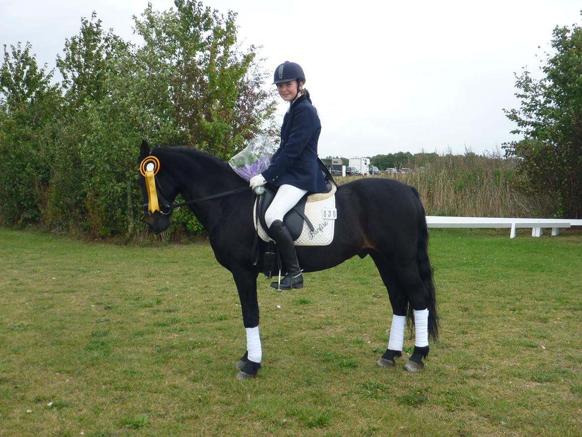 Anden særlig race Bonfire *Solgt* - Da vi bliver nr. 3 til SM  billede 3