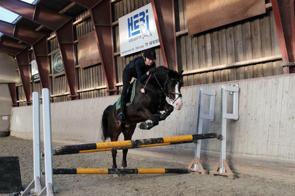 Anden særlig race Flying Timon - 2012 - min lille prins billede 10