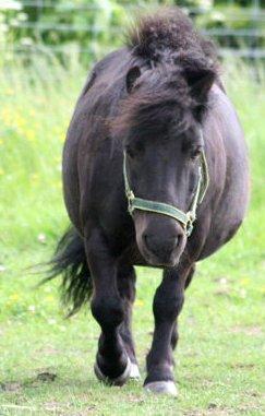 Shetlænder Charlie [RKRR] billede 9
