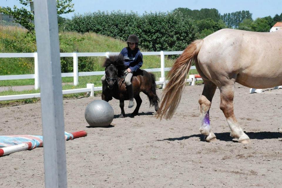 Shetlænder Charlie [RKRR] - Små heste kræver små ryttere ;) billede 10