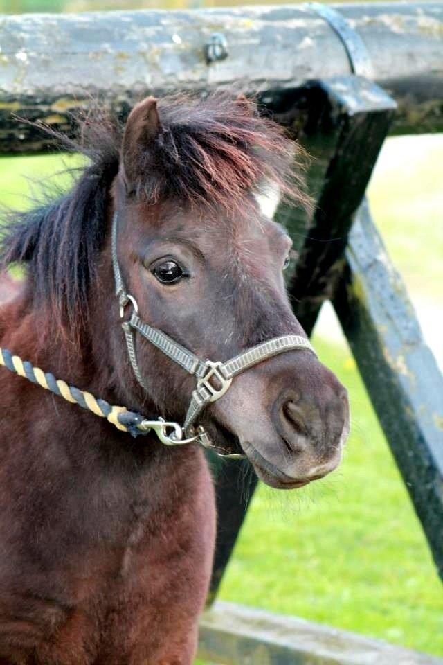 Shetlænder Charlie [RKRR] billede 11