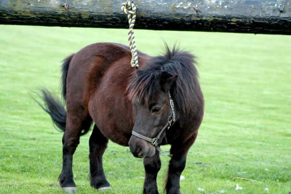 Shetlænder Charlie [RKRR] billede 17