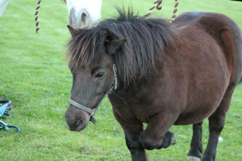 Shetlænder Charlie [RKRR] billede 18