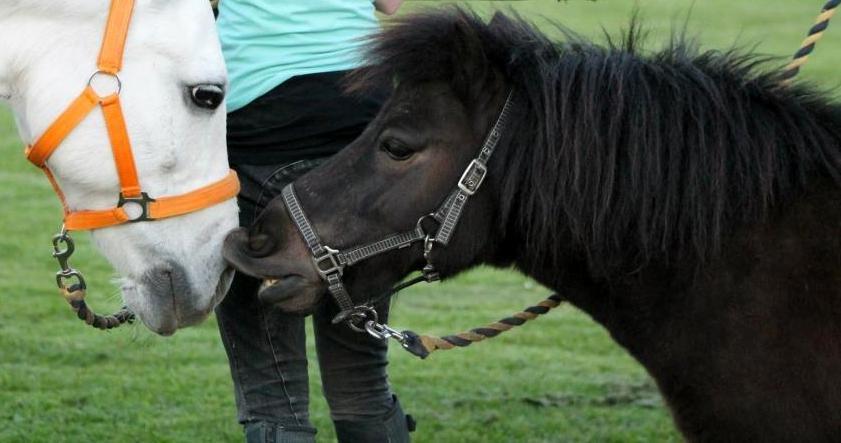 Shetlænder Charlie [RKRR] billede 21