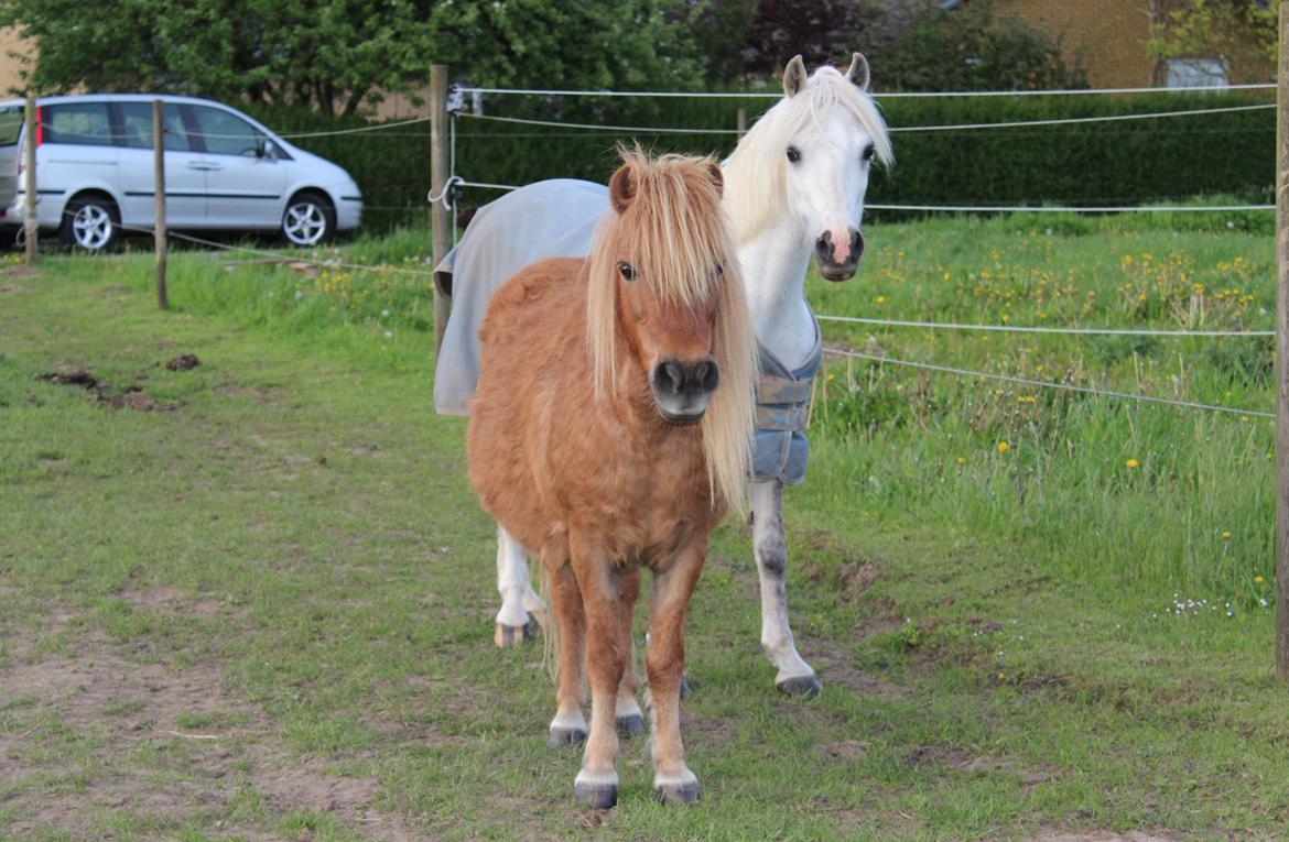 Shetlænder Felix (Familiens pony) billede 2