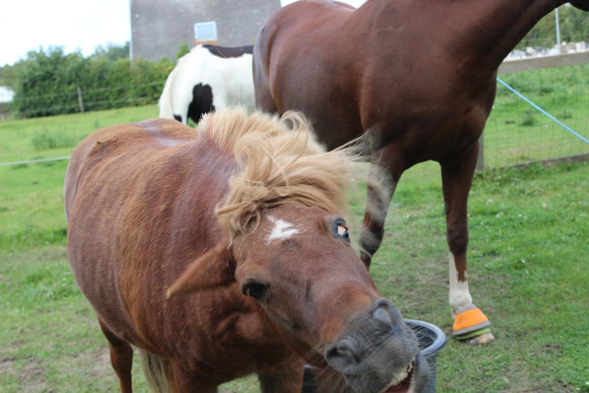 Shetlænder Felix (Familiens pony) - Felix der ryster sit hovde:-) billede 3