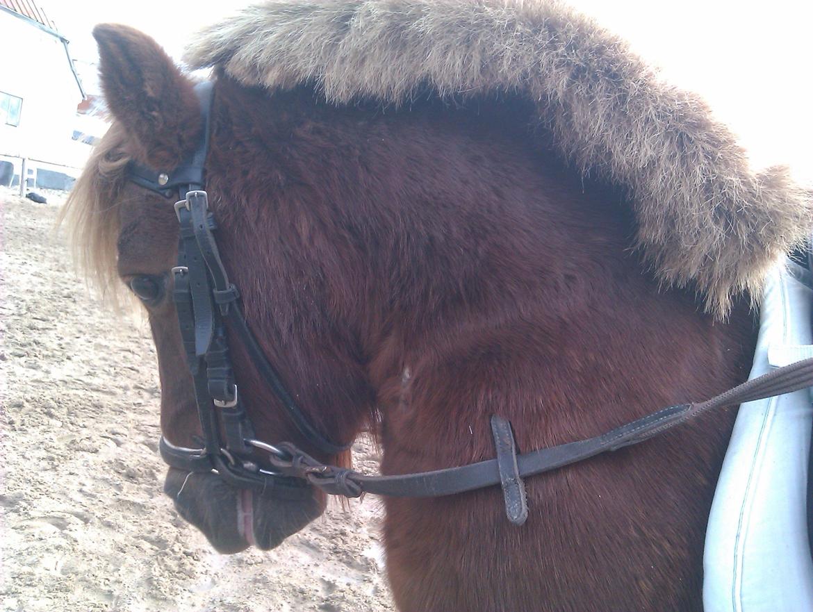 Shetlænder Felix (Familiens pony) - Felix og sidsel:-) billede 4