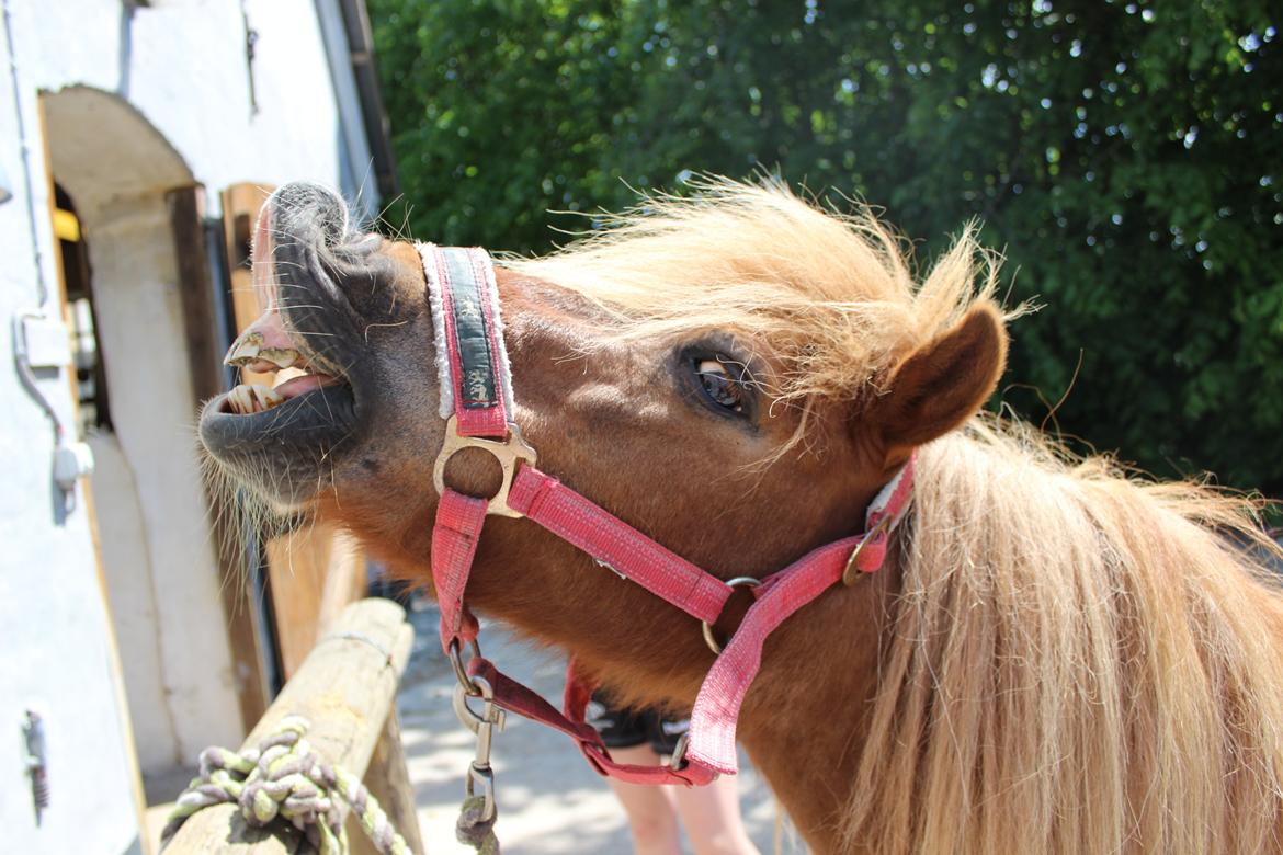 Shetlænder Felix (Familiens pony) - Felix sjak lige vise sine fine tænder til damerne:-D billede 5