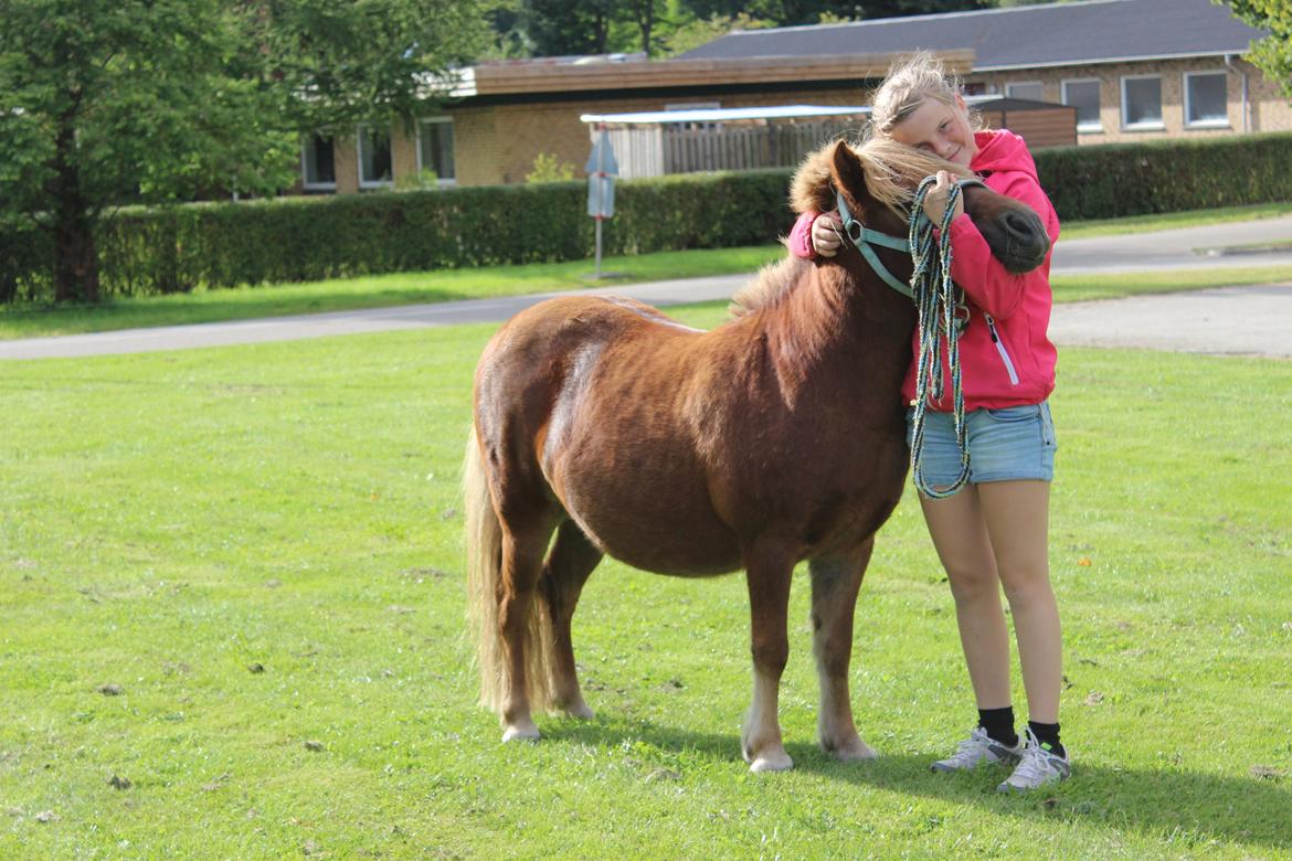 Shetlænder Felix (Familiens pony) - Mig og Felix  billede 6