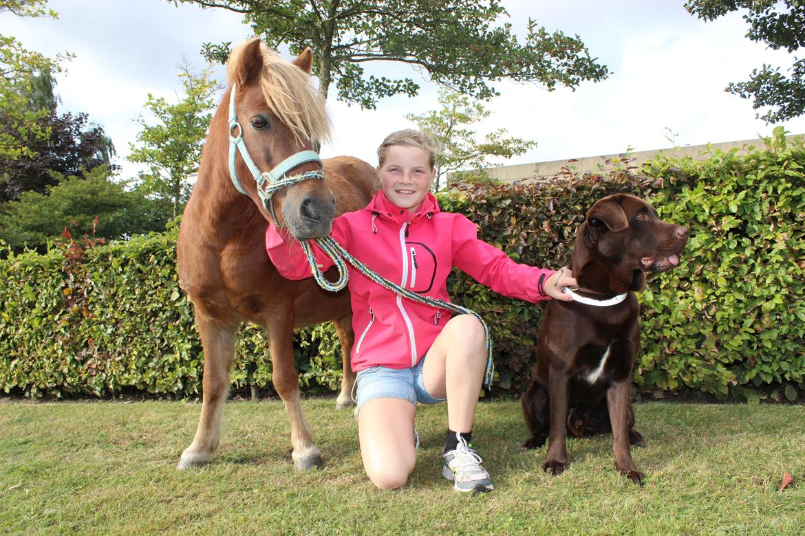 Shetlænder Felix (Familiens pony) - Mig,Santos og lille Felix billede 8