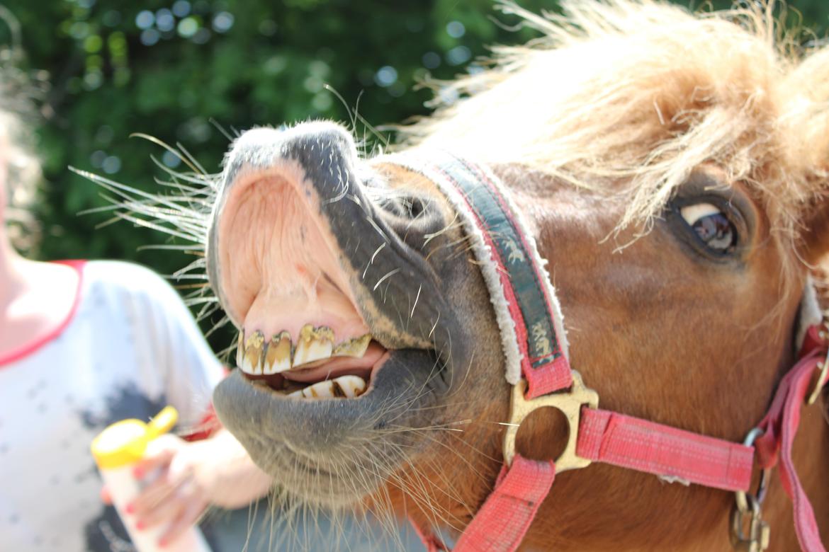 Shetlænder Felix (Familiens pony) - Felix:) billede 9