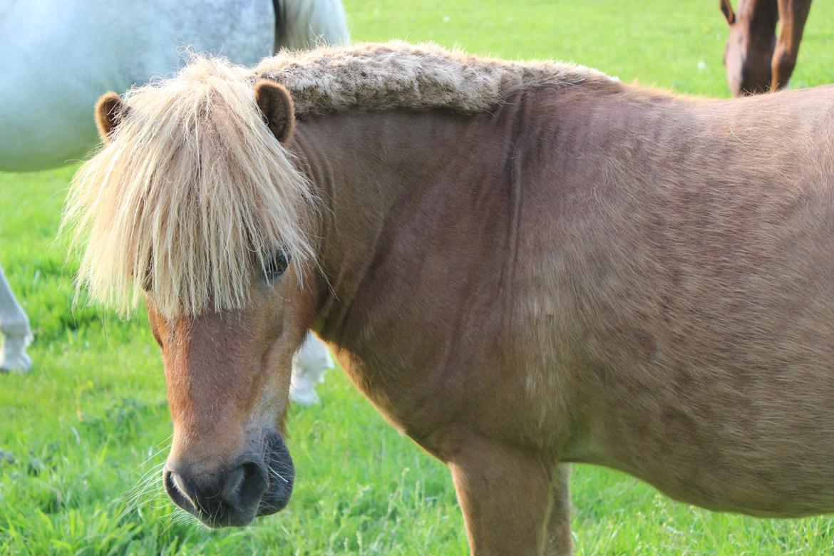 Shetlænder Felix (Familiens pony) - Felix på fold billede 10