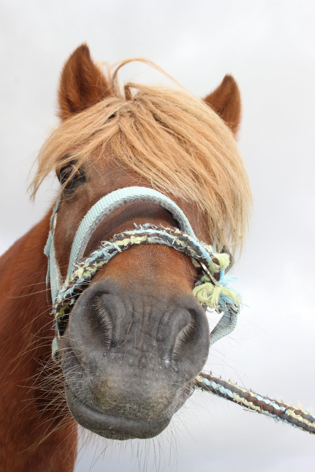 Shetlænder Felix (Familiens pony) - Felix da vi var ude og gå en billede 11