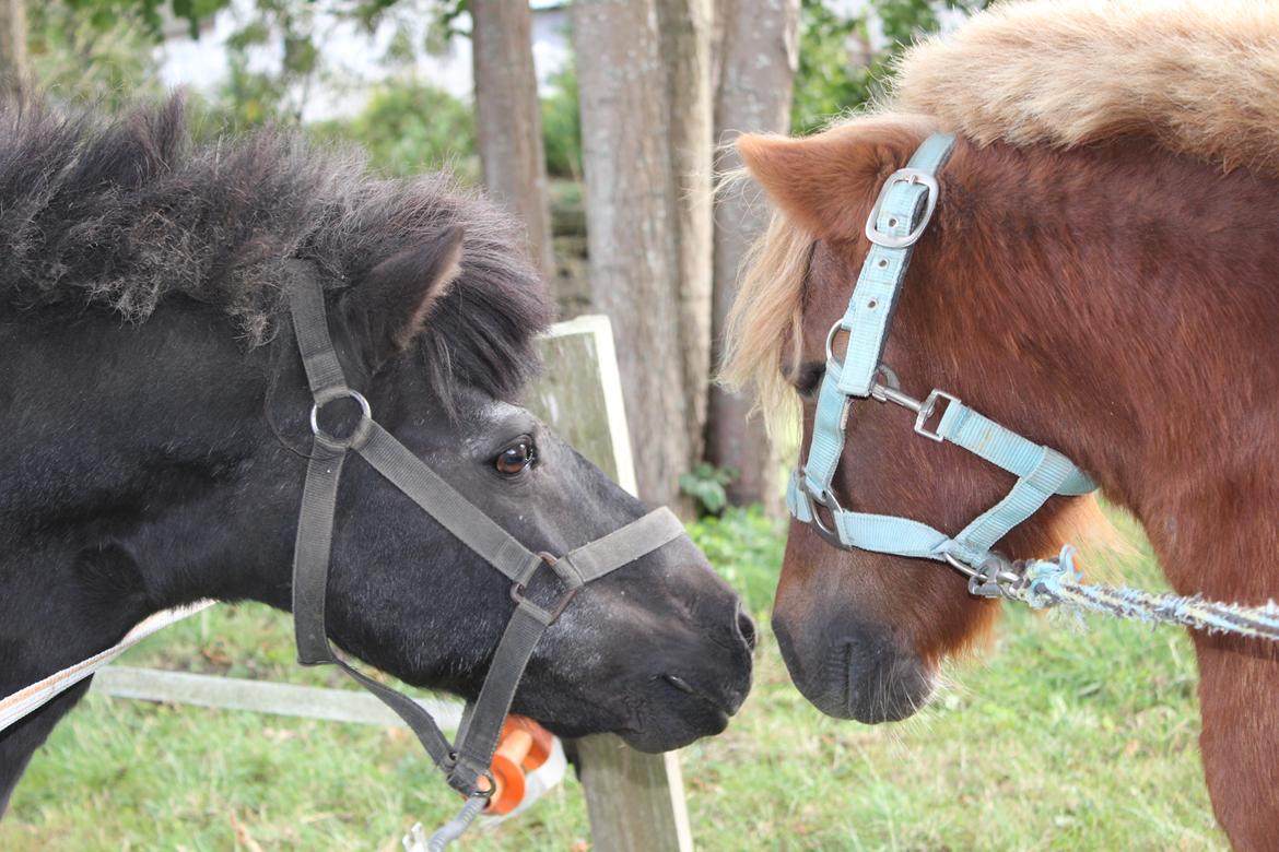 Shetlænder Felix (Familiens pony) - Felix og valter billede 12