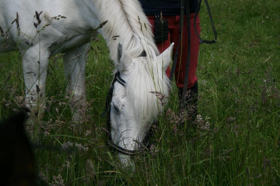 Connemara Asmindrupgårds Lorenzo<3 (passer) - Alt det dejlige sommergræs:-D [Foto: Sarah Larsen] billede 8