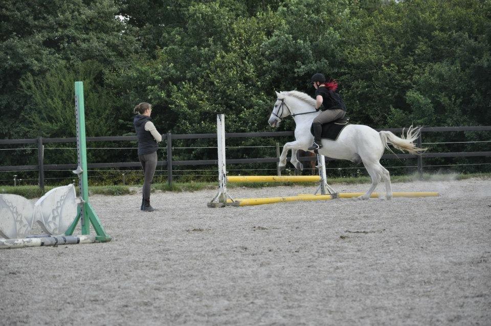 Connemara Asmindrupgårds Lorenzo<3 (passer) - Du springer fantastisk med alle, ligemeget hvem de er! billede 13