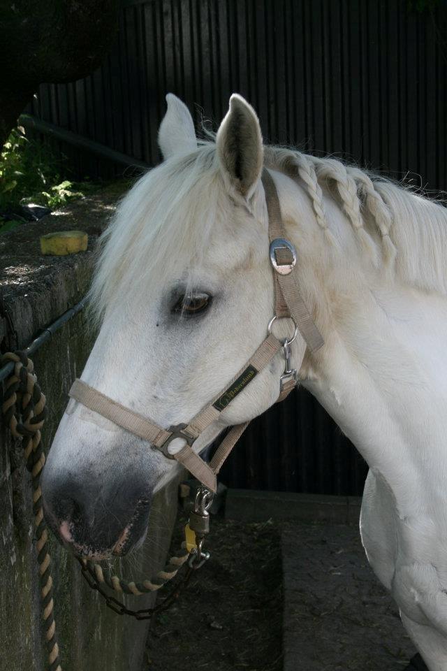 Connemara Asmindrupgårds Lorenzo<3 (passer) - smukke dyr! billede 14