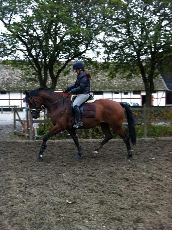 Trakehner Mi Manchi - Igang med genoptræning, efter næsten 3 måneders skade... billede 19