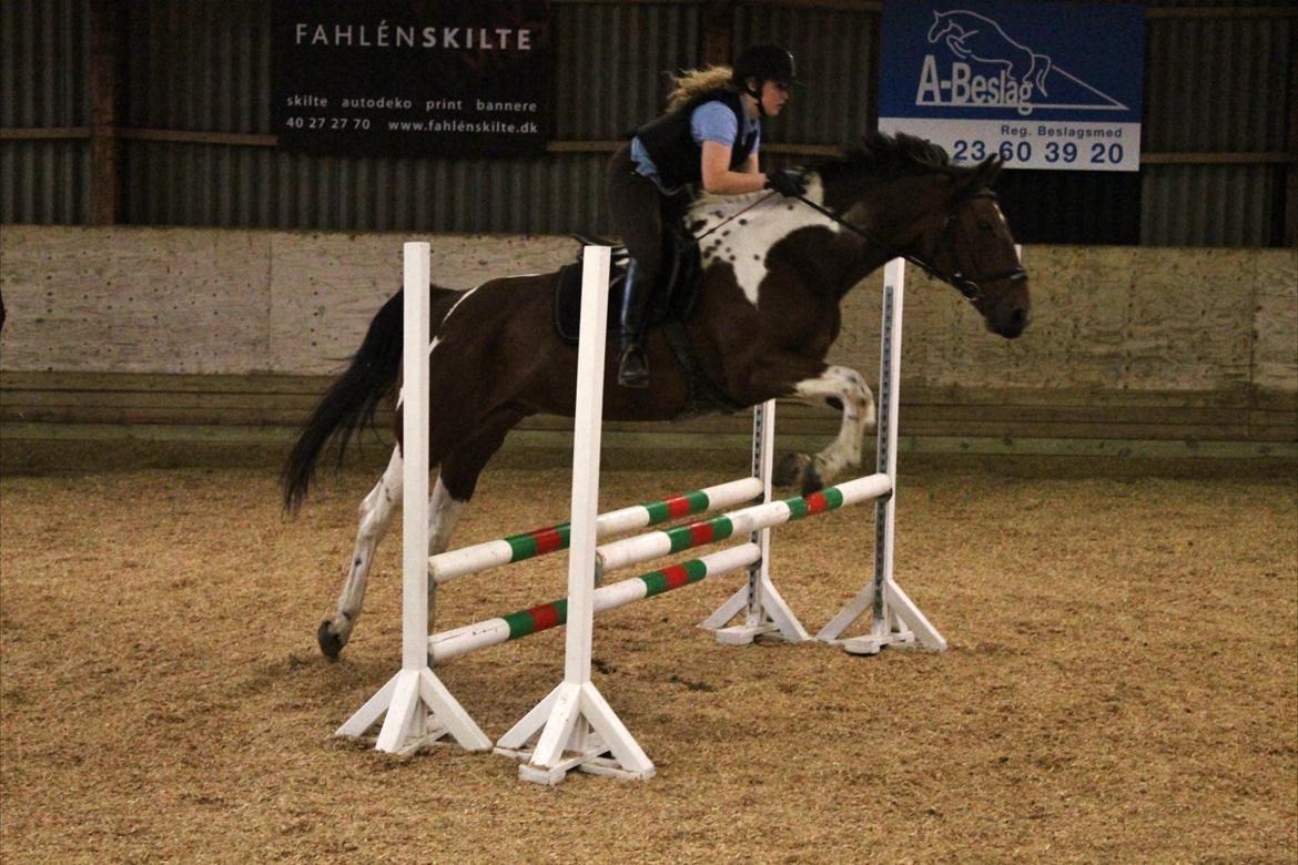 Anden særlig race Hoelgaards Yacardi Tess - D.06-10-2012 Springkursus med Ulrik Kjær billede 16
