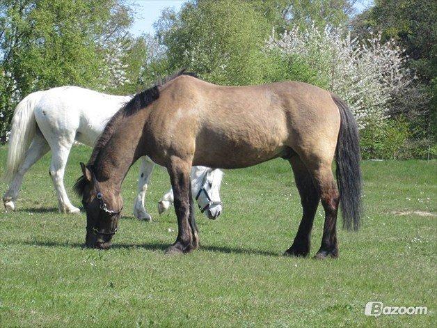 Konik Polski Sølvmosegaards Koniko - Foto: Sille billede 6