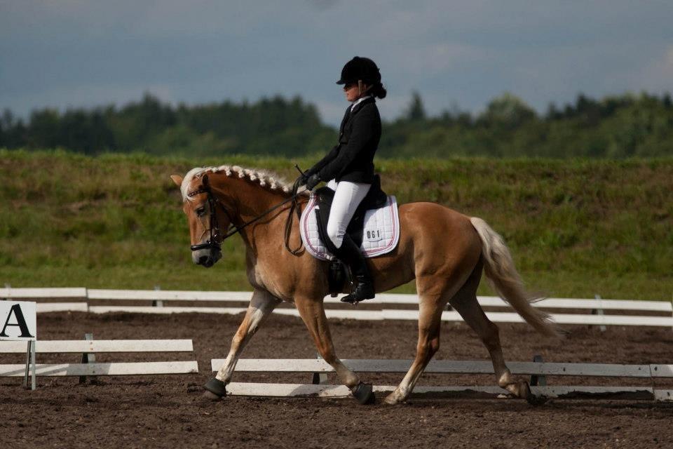 Haflinger Nordan`s Aurora *EM GULD* - DM billede 23