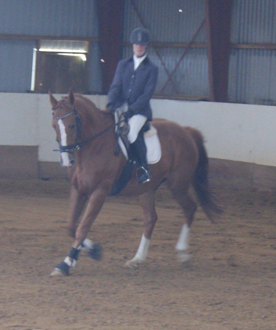 Dansk Varmblod Unique Des Malais *låne* - LB1 dressur billede 15