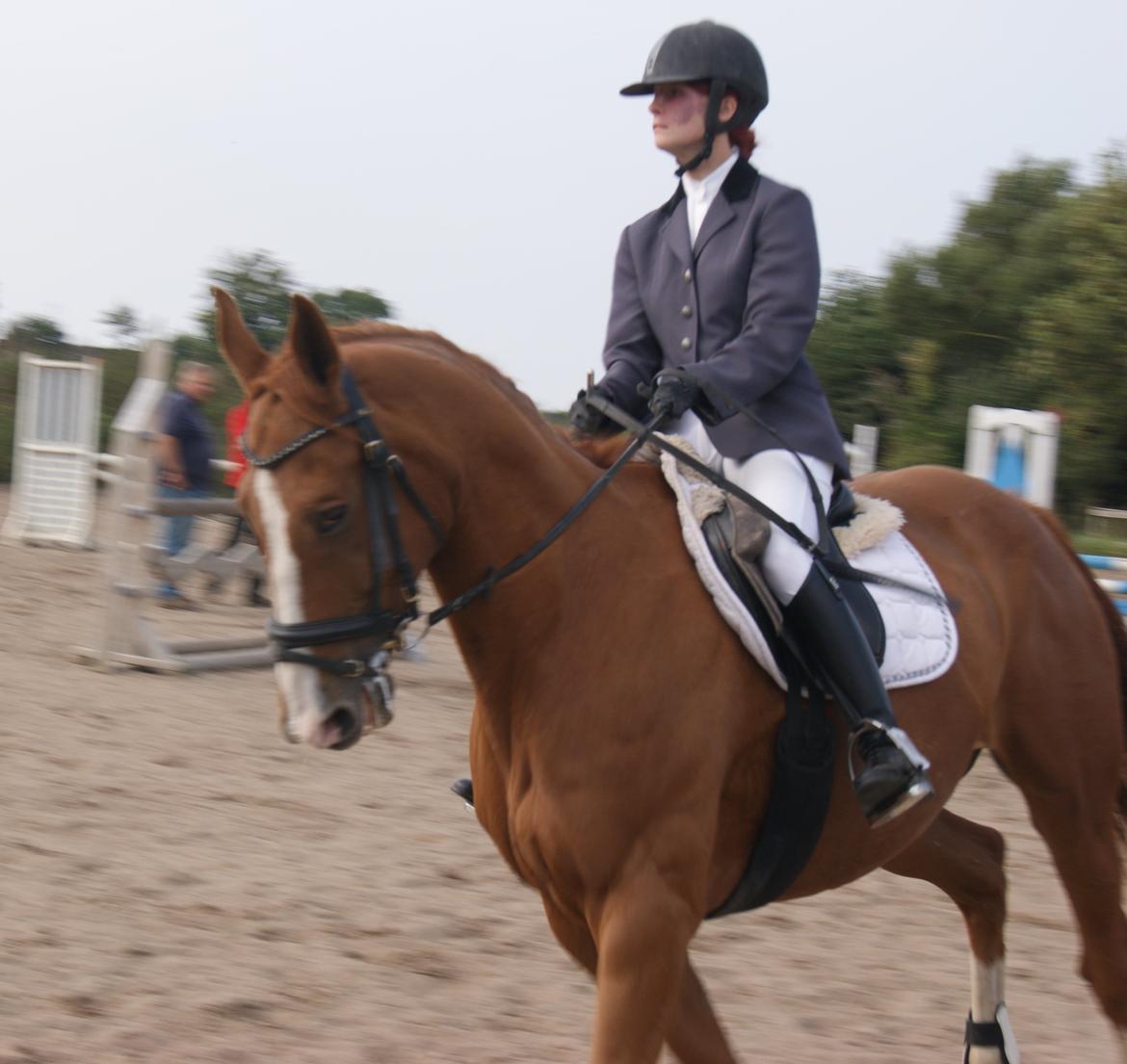 Dansk Varmblod Unique Des Malais *låne* billede 16